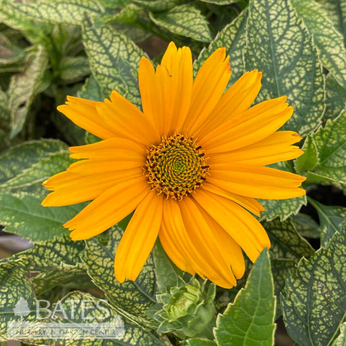 #1 Heliopsis heli Sunstruck/ Variegated False Sunflower Native (TN)