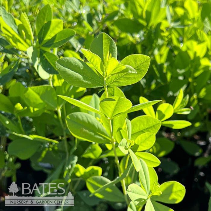 #1 Baptisia australis Caspian Blue/ False Indigo Native (TN)