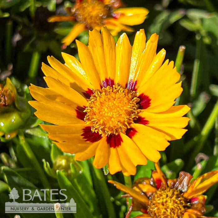 #1 Coreopsis grand Solanna 'Bright Touch'/ Red and Yellow Tickseed Native (TN)