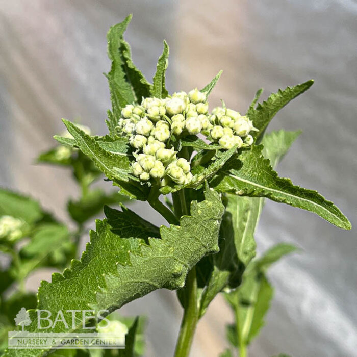 #1 Parthenium integrifolium/ Wild Quinine, American Feverfew Native (TN)