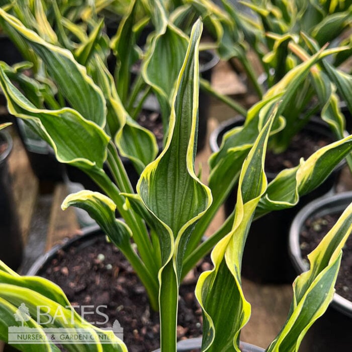 #1 Hosta Hands Up / Upright Green with Yellow Margins