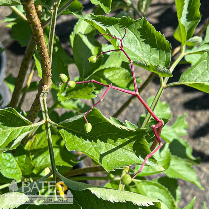 Edible #3 Sambucus nigra Samyl/ Elderberry