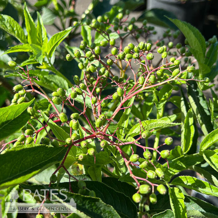 Edible #2 Sambucus nigra Samdal/ Elderberry