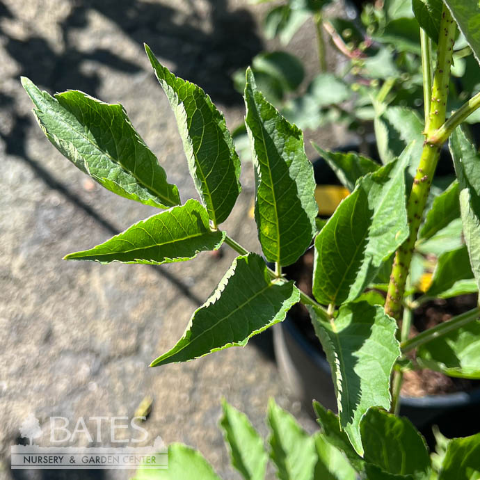 Edible #2 Sambucus nigra Samdal/ Elderberry