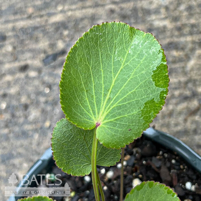 4P Zizia aptera NGN/ Heart-leaved Meadow Parsnip Native (TN)