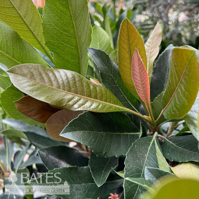 Tropical Edible #5 Eriobotrya japonica 'Coppertone'/ Loquat - No Warranty