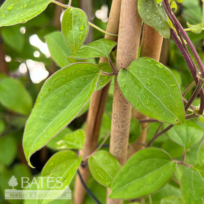 #1 Clematis x Pink Champagne