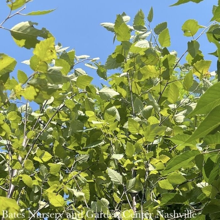 1.5" caliper SINGLE Betula nigra Heritage / River Birch Native (TN)