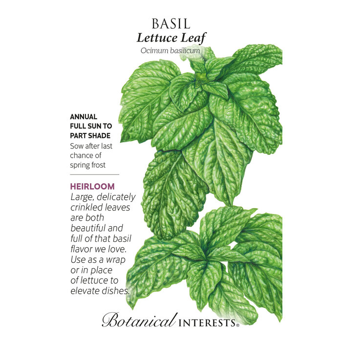 Seed Herb Basil Lettuce Leaf Heirloom - Ocimum basilicum