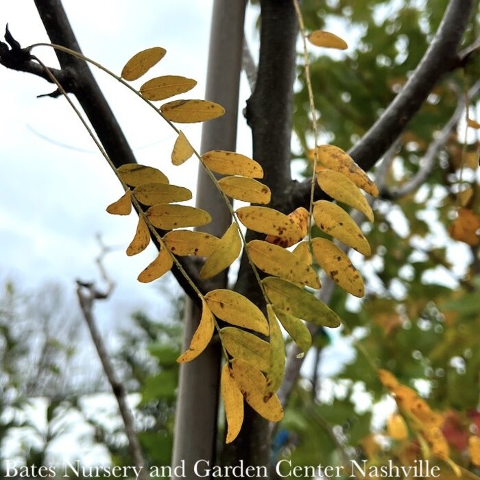 #15 Gleditsia tri Skycole 'Skyline'/ Thornless Honey Locust Native (TN)