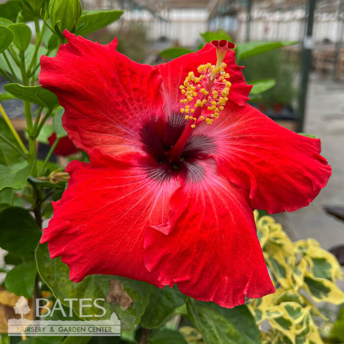 Tropical #2 Hibiscus Jazzy Jewel Ruby
