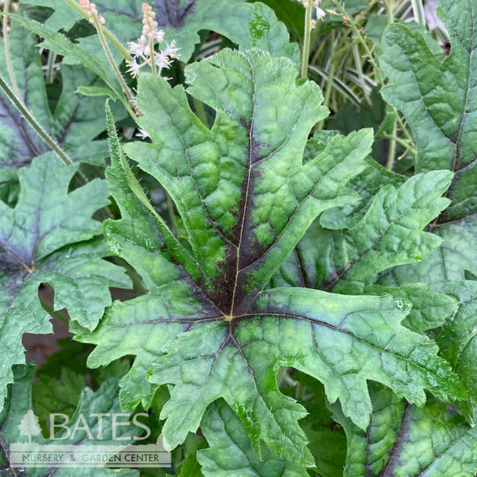 P86Heuchera/Heucherella/Tiarella 1 Tiarella x PW Cutting Edge/ Foam