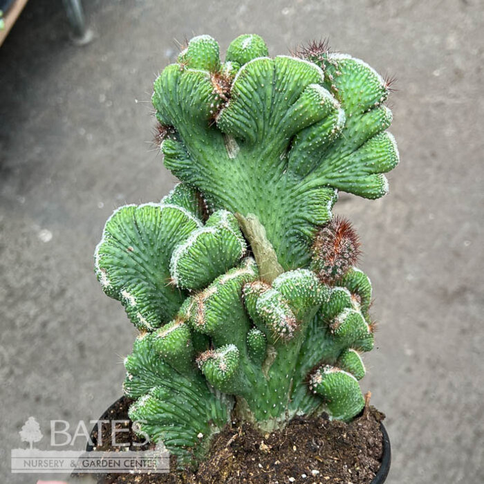 6p! Cactus Cereus Coral Green /Tropical