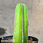 6p! Cactus Mexican Fence Post /Tropical