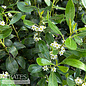 #2 Ilex glabra Nordic/ Inkberry Holly (female) Native (TN)