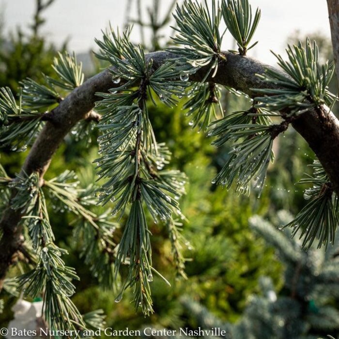 #10 Cedrus atlantica Glauca Pendula/ Weeping Blue Atlas Cedar