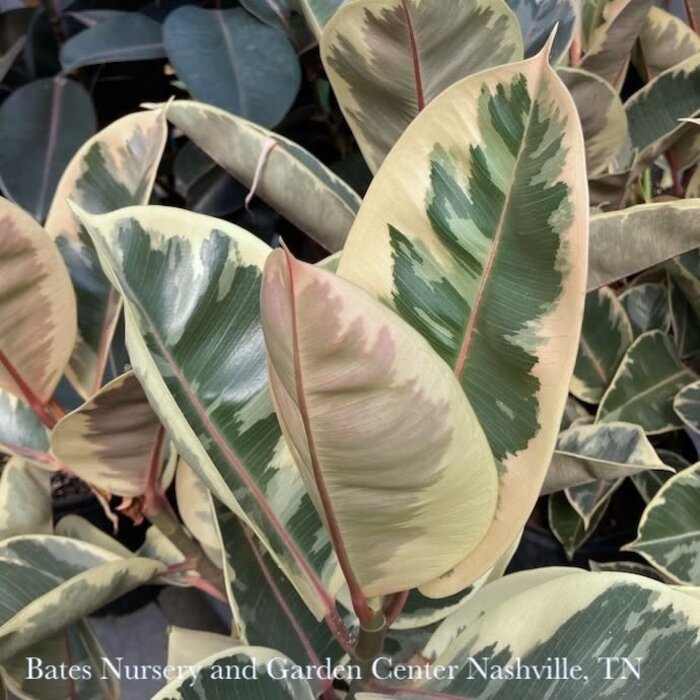 6p! Ficus e Tineke Bush / Variegated RubberTree /Tropical