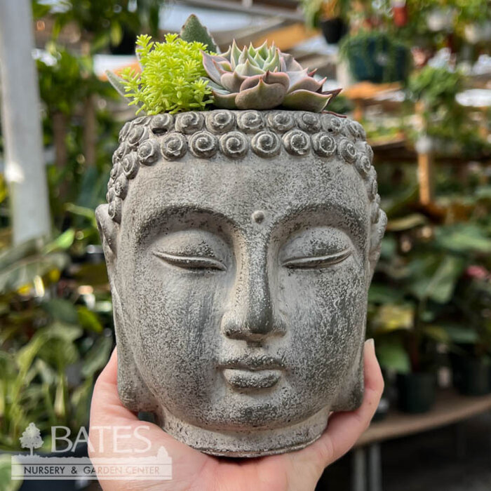 4.5P Buddha Head w/ Succulents