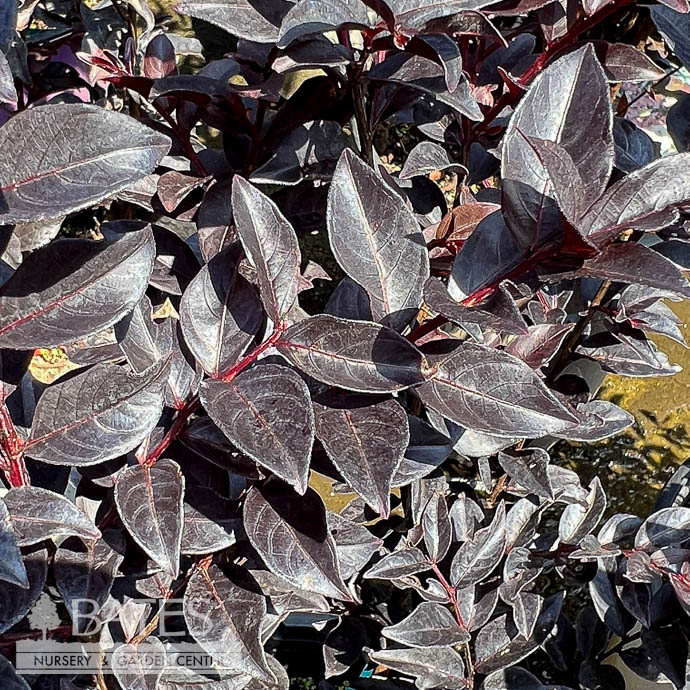 #3 Lagerstroemia Sunset Magic/ Orange Semi-dwarf Crape Myrtle