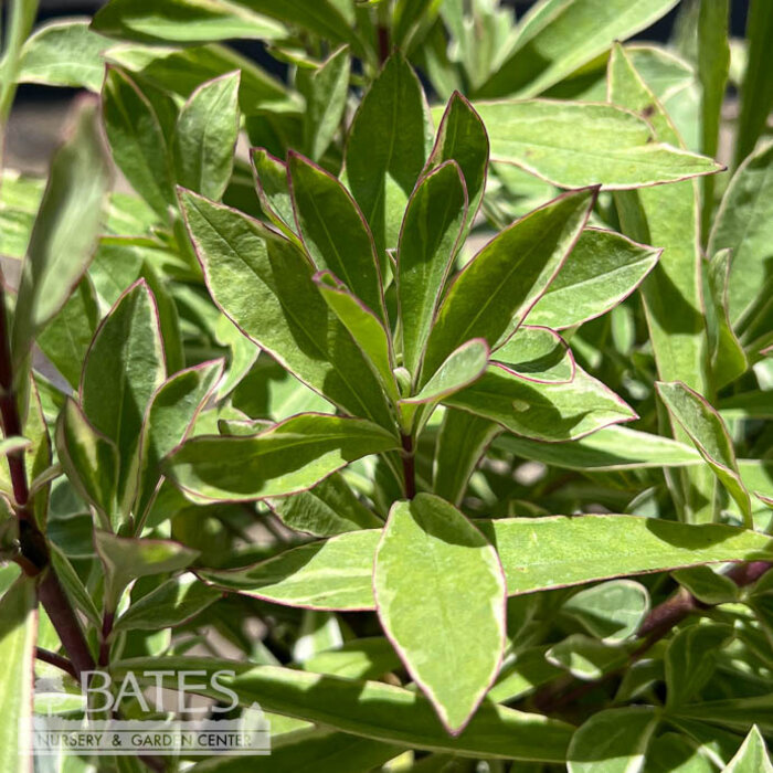 #1 Phlox glab ssp triflora Triple Play/ Variegated Native (TN)