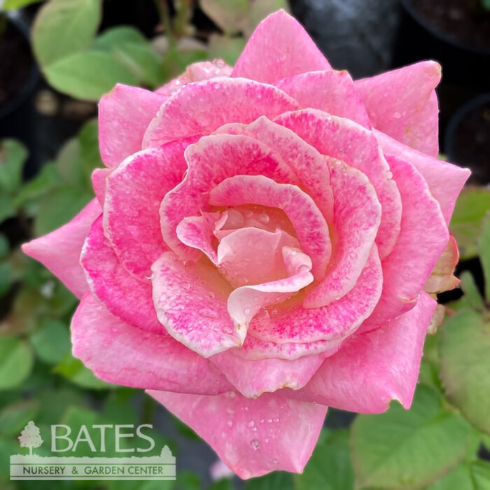 #3 Rosa Painted Porcelain/ Pink, White Hybrid Tea Rose - No Warranty