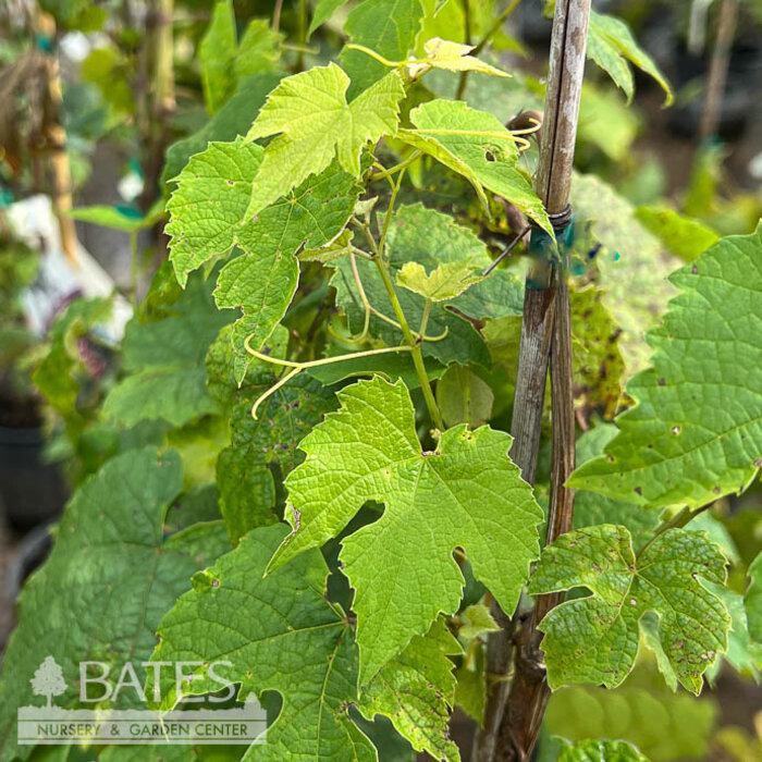 Edible #2 Vitis x Canadice/ Fox Grape Hybrid