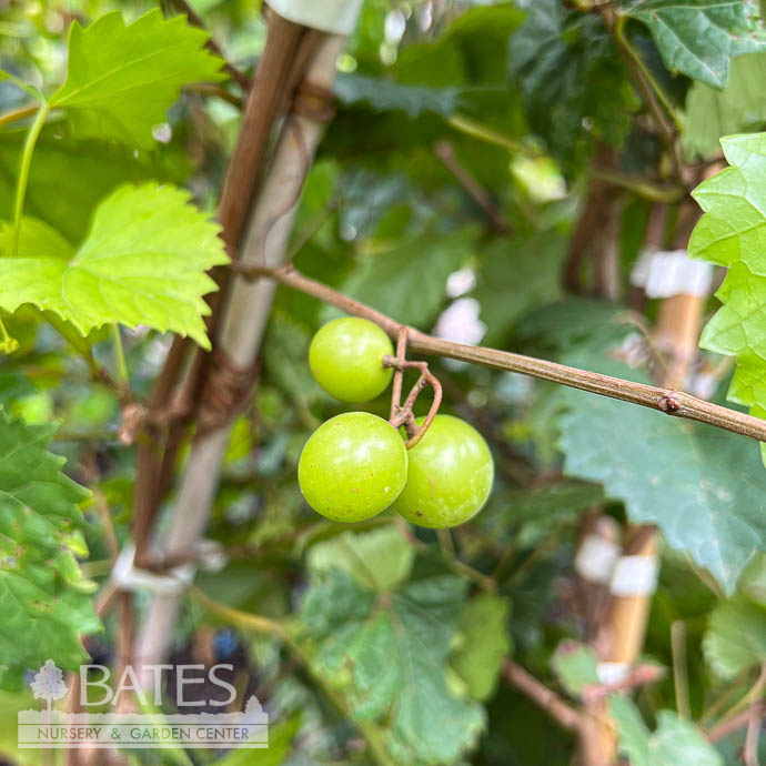 Edible #2 Vitis rotund Cowart/ Black Muscadine Grape Native (TN)