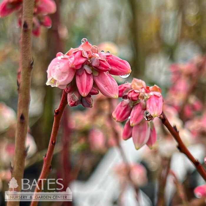 Edible #3 Vaccinium x Sunshine Blue/ Southern Highbush Blueberry