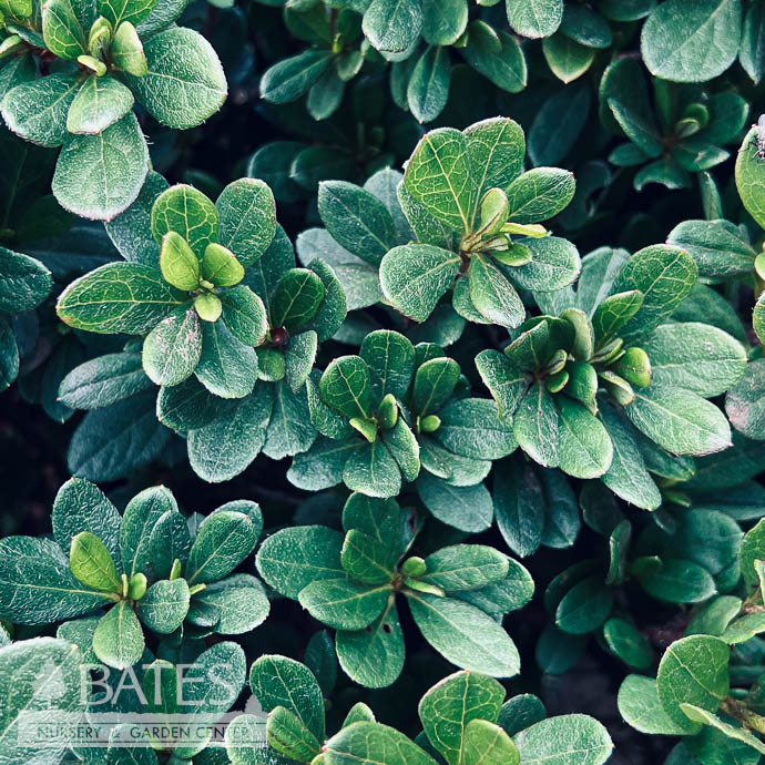 A30Azalea Evergreen 3 Azalea x Amagasa (Satsuki hybrid)/ Coral