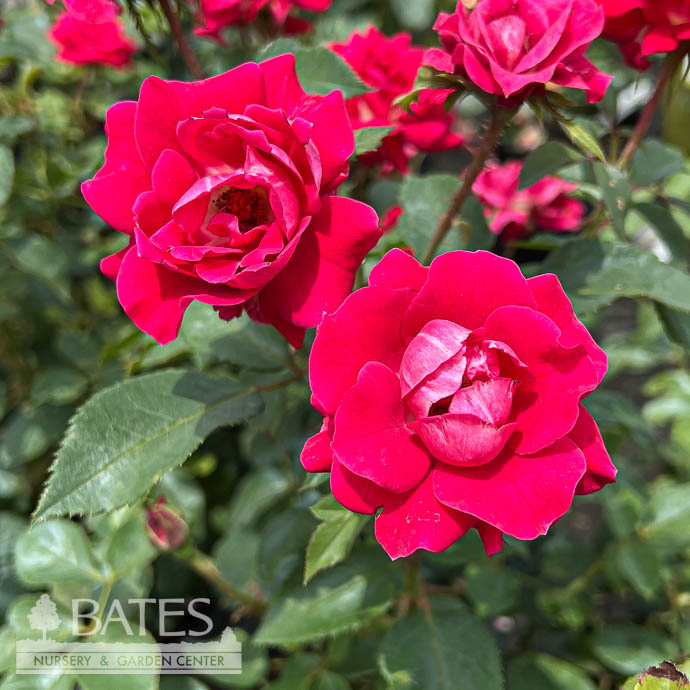 #3 Rosa Take It Easy/ Red Shrub Rose - No Warranty