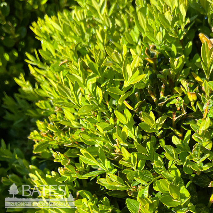 12-15" Buxus x Green Mound/ Boxwood