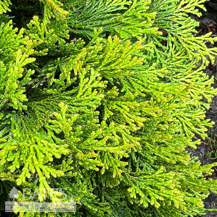 #6 Chamaecyparis obt Kerdalo/ Spreading Golden Hinoki Falsecypress