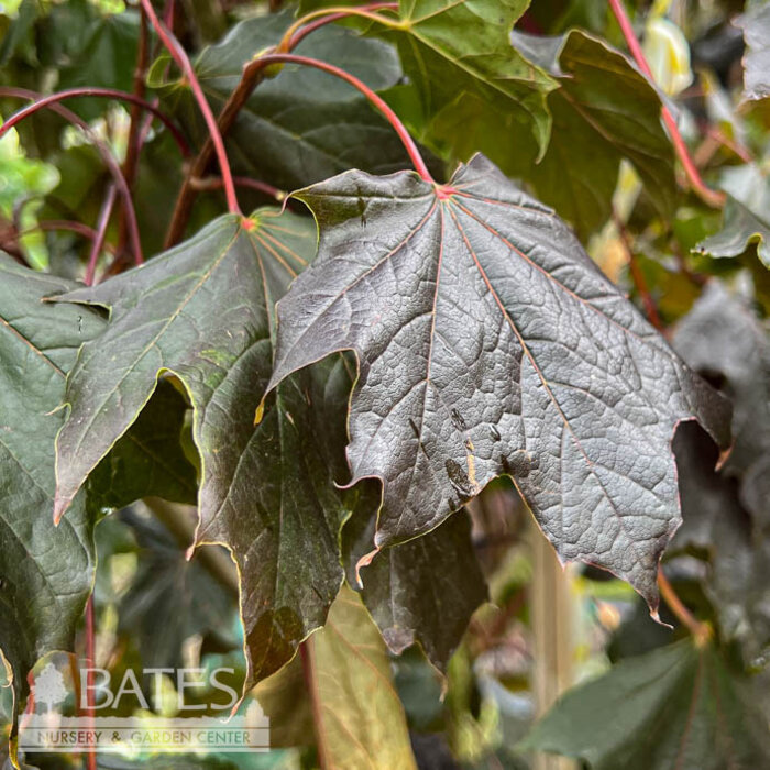 #15 Acer plat Crimson King/ Norway Maple