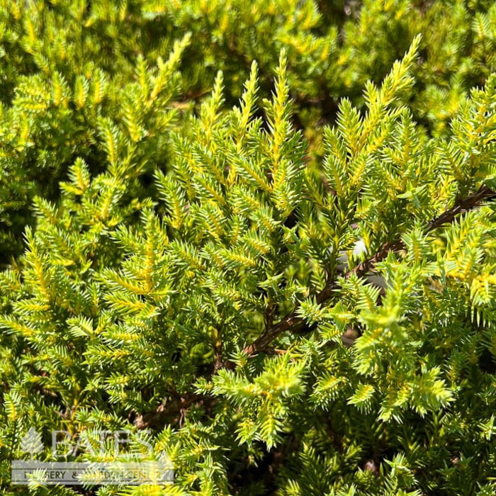 #3 Juniperus chin Gold Star/ Chinese Spreading Juniper