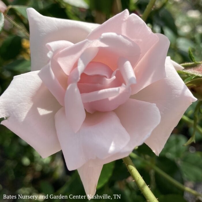 #5 Rosa New Dawn/ Pink Climbing Rose - No Warranty