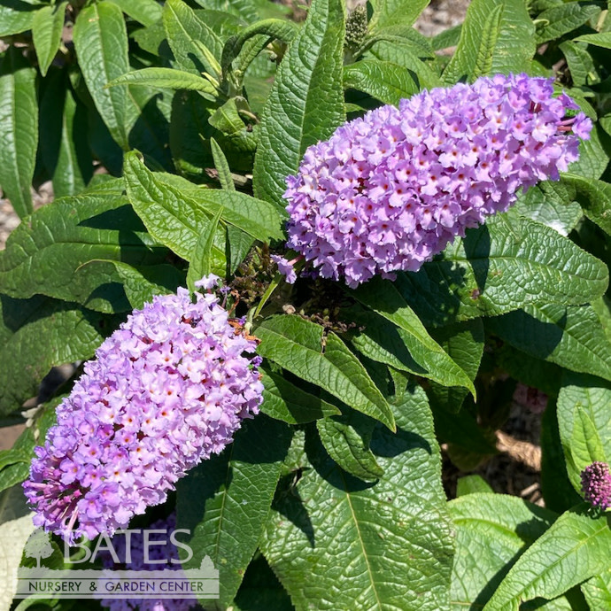 #3 Buddleia x PW Pugster Amethyst/ Dwarf Butterfly Bush