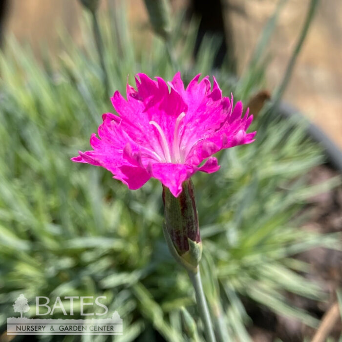 #1 Dianthus grat Firewitch/ Magenta Cheddar Pink