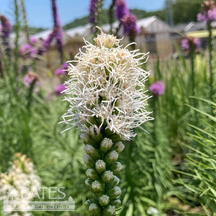 #1 Liatris spica Alba/ White Gayfeather, Blazing Star Native (TN)