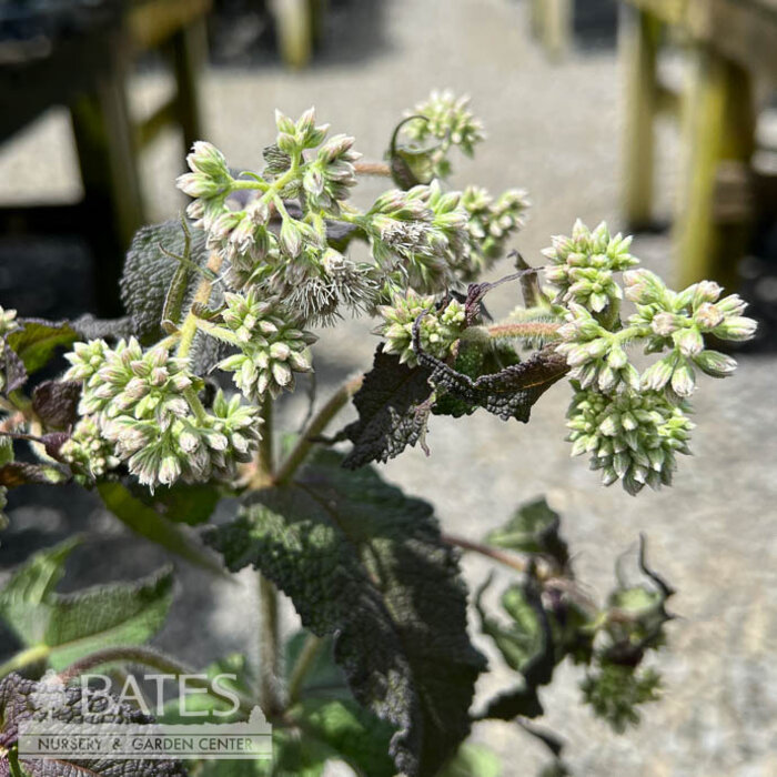 #1 Eutrochium (Eupatorium) perf Blind Date/ White Joe Pye Weed Native (TN)