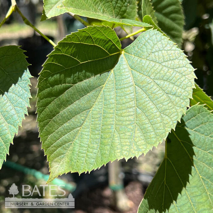 #15 Tilia amer American Sentry/ American Linden/ Basswood Native (TN)