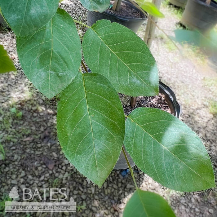 #15 Amelanchier x grand Princess Diana/ Apple Serviceberry Native (TN)