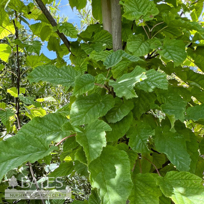 #7 Acer tataricum Hot Wings/ Tatarian Maple