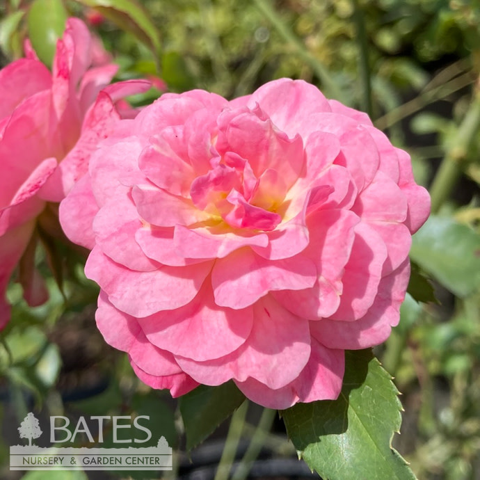 #3 Rosa Blushing Drift/ Light Pink Groundcover Rose - No Warranty