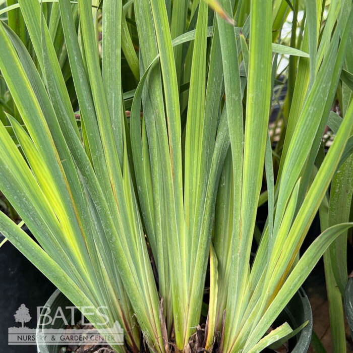 #1 Iris siberican Peacock 'Black Joker'/ Siberian