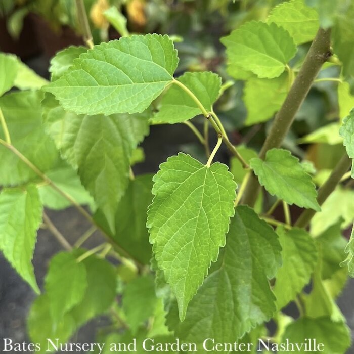 Edible #3 Morus/ Dwarf Everbearing Mulberry