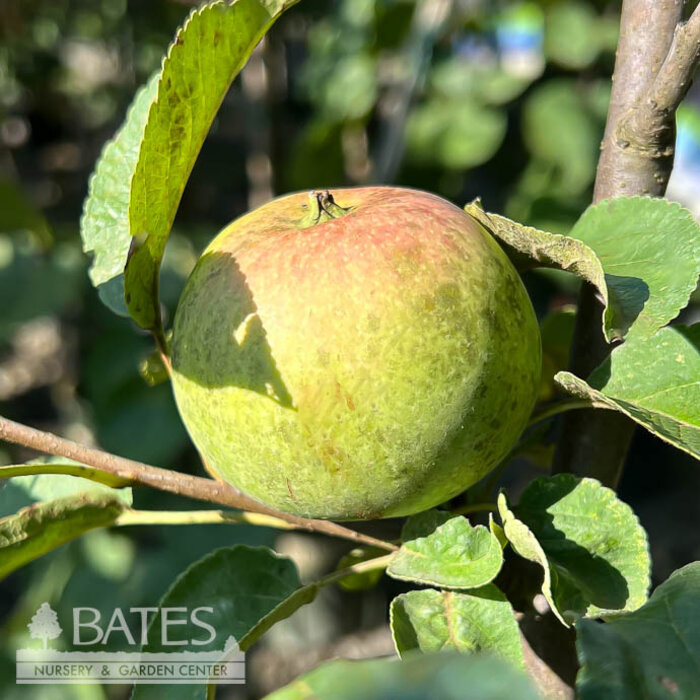 Edible Topiary #7 Malus 5 in 1 Combo Apple