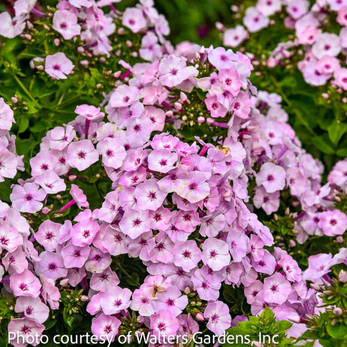 #1 Phlox pan Fancy Girl/ Pink Upright Garden Native (TN)