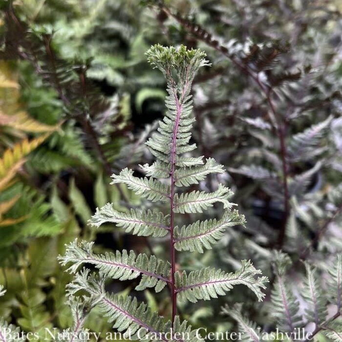 #1 Athyrium niponicum Crested Surf/ Japanese Painted Fern