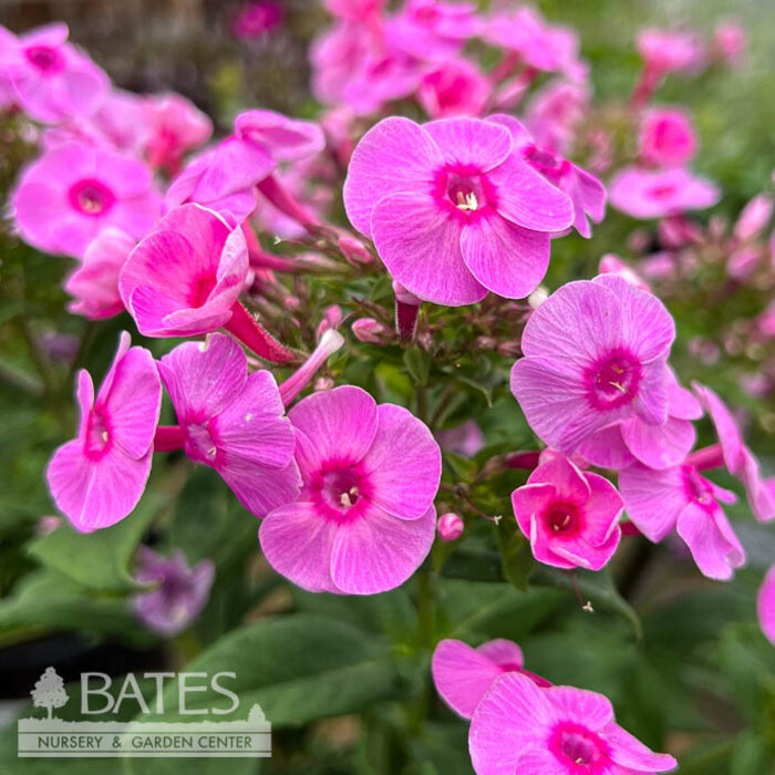 #1 Phlox PW Luminary 'Prismatic Pink'/ Tall Garden Phlox