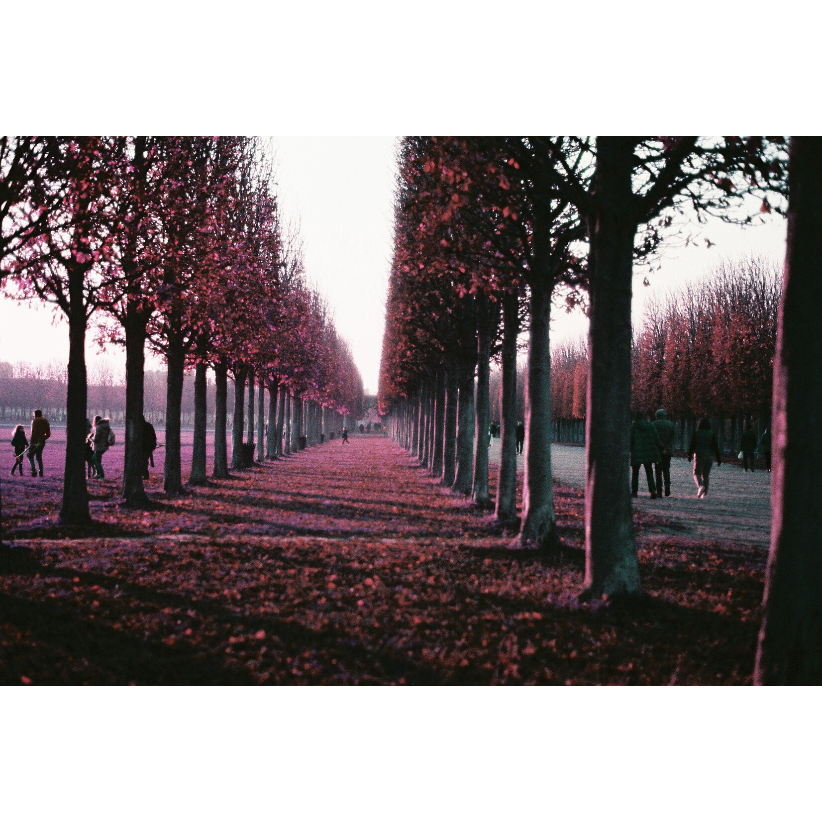 Lomography 2021 LomoChrome Purple Pétillant 120 ISO 100–400